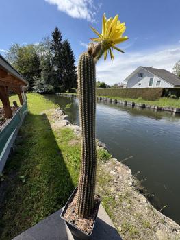 Preview: Trichocereus shaferi